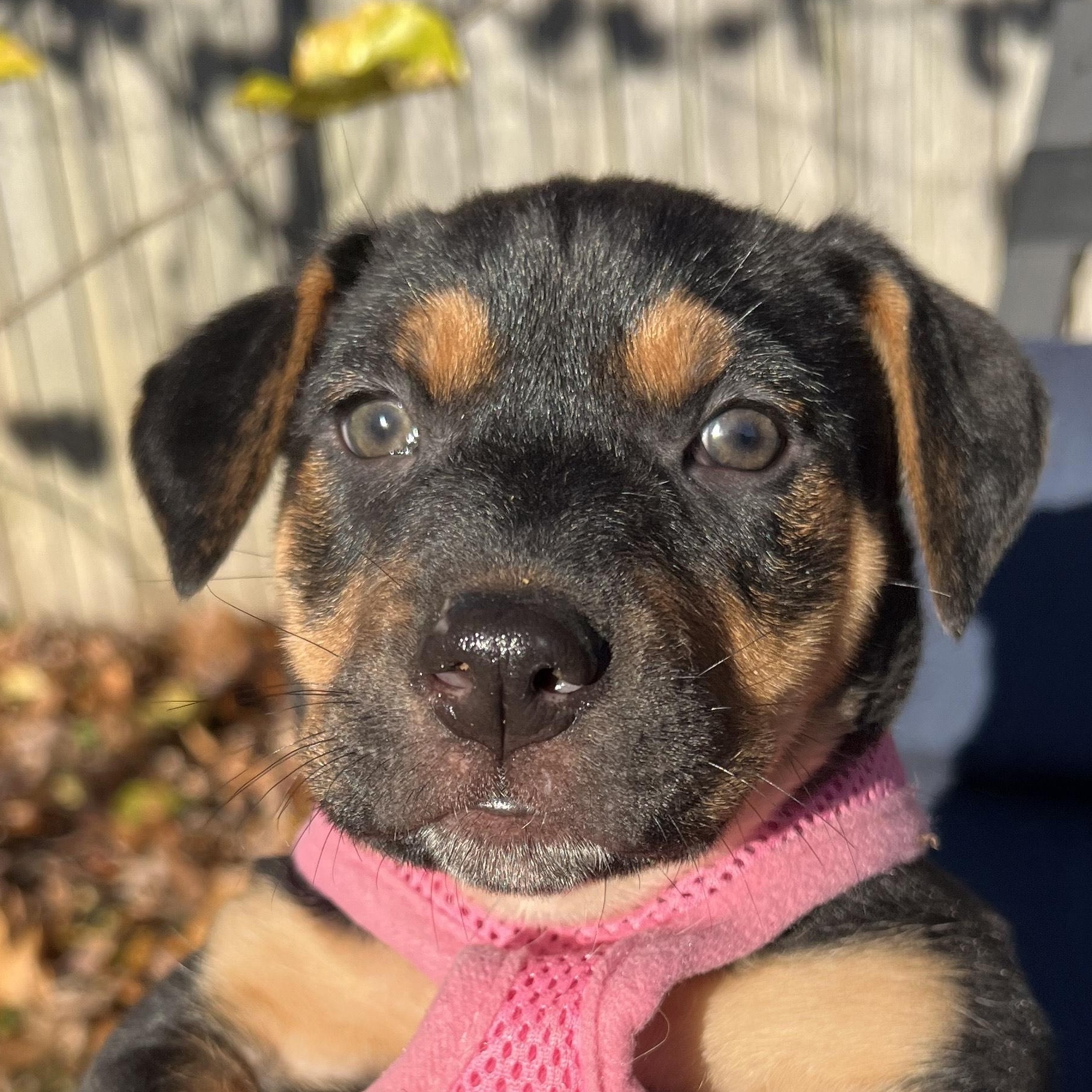 Ivy Abingdon, Adoptable, Puppy Female Beagle & Black and Tan Coonhound.