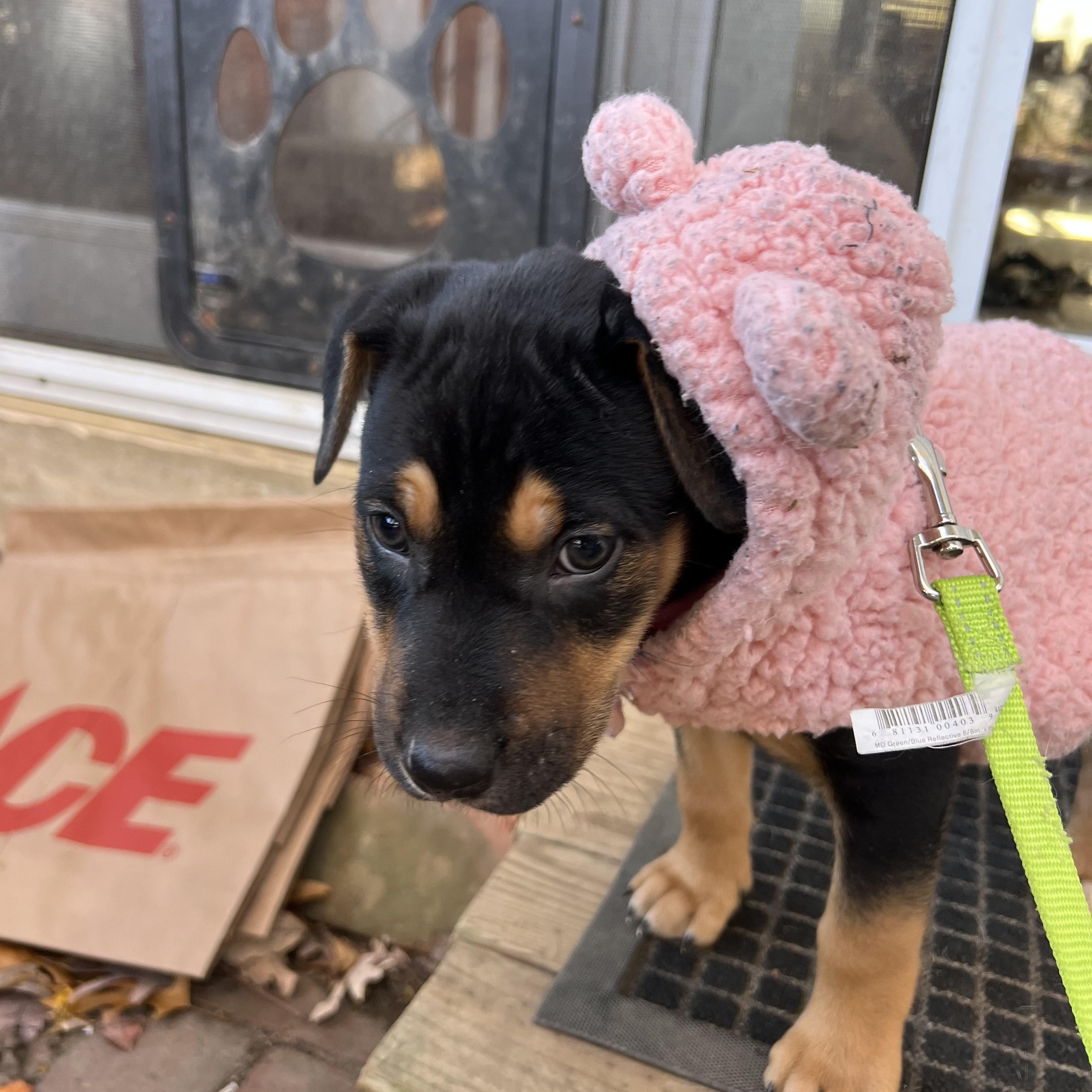 Enlarge Ivy Abingdon, a Adoptable mixed breed in Waldorf, MD image 5/5