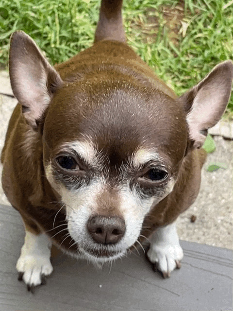 Coco, a Adopted Chihuahua in Sandown, NH image 1/4