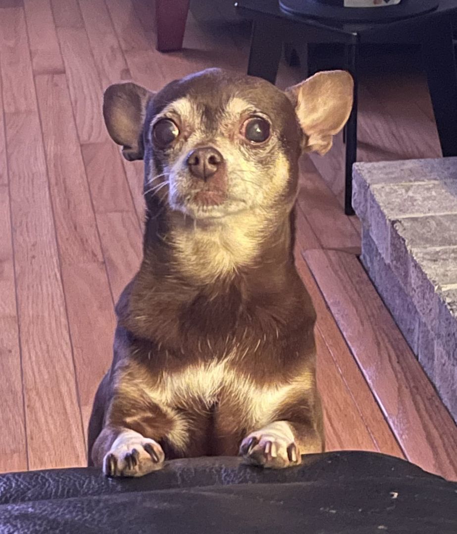 Coco, a Adopted Chihuahua in Sandown, NH image 3/4
