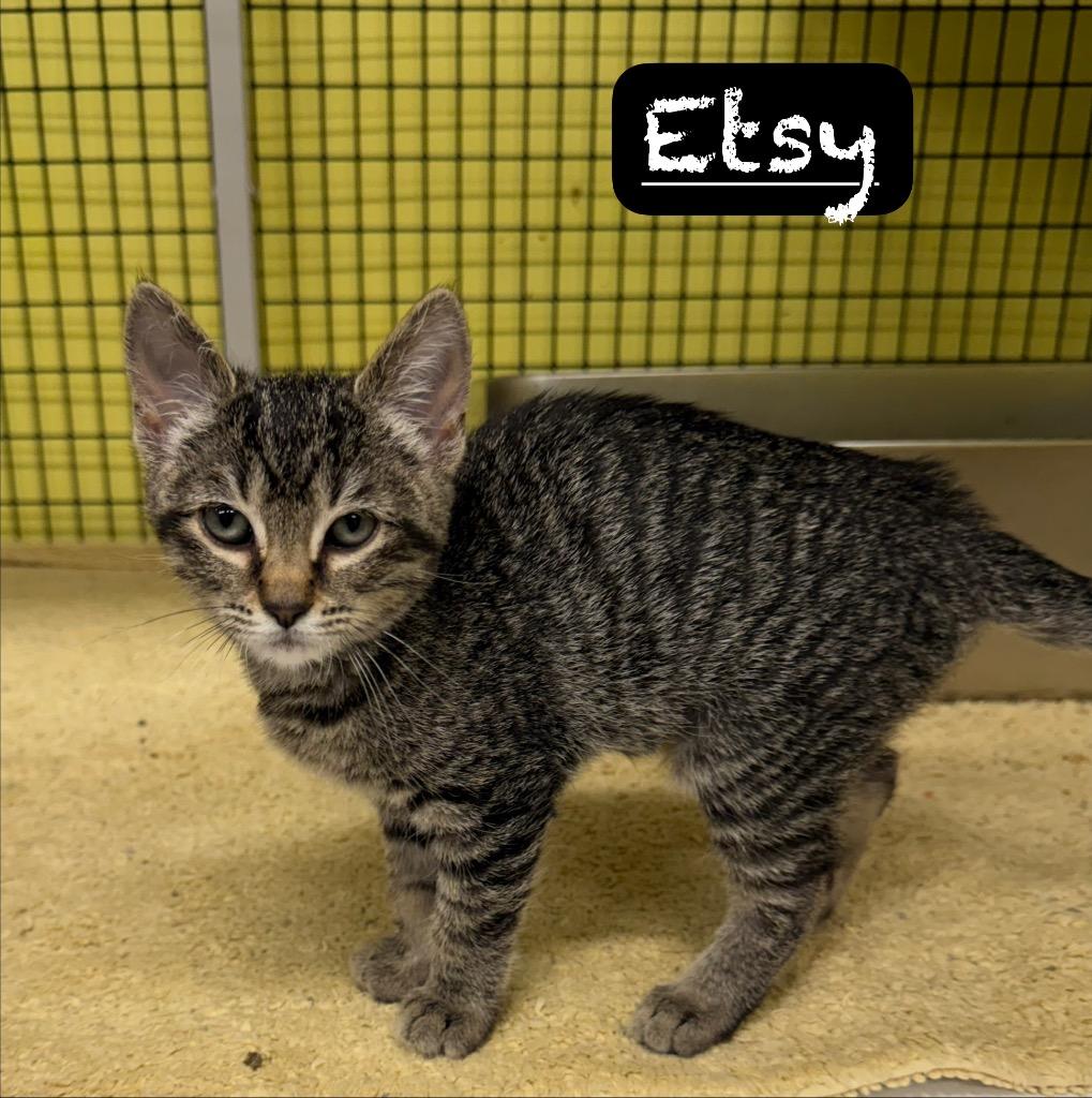Etsy, Adoptable, Kitten Female Domestic Short Hair.