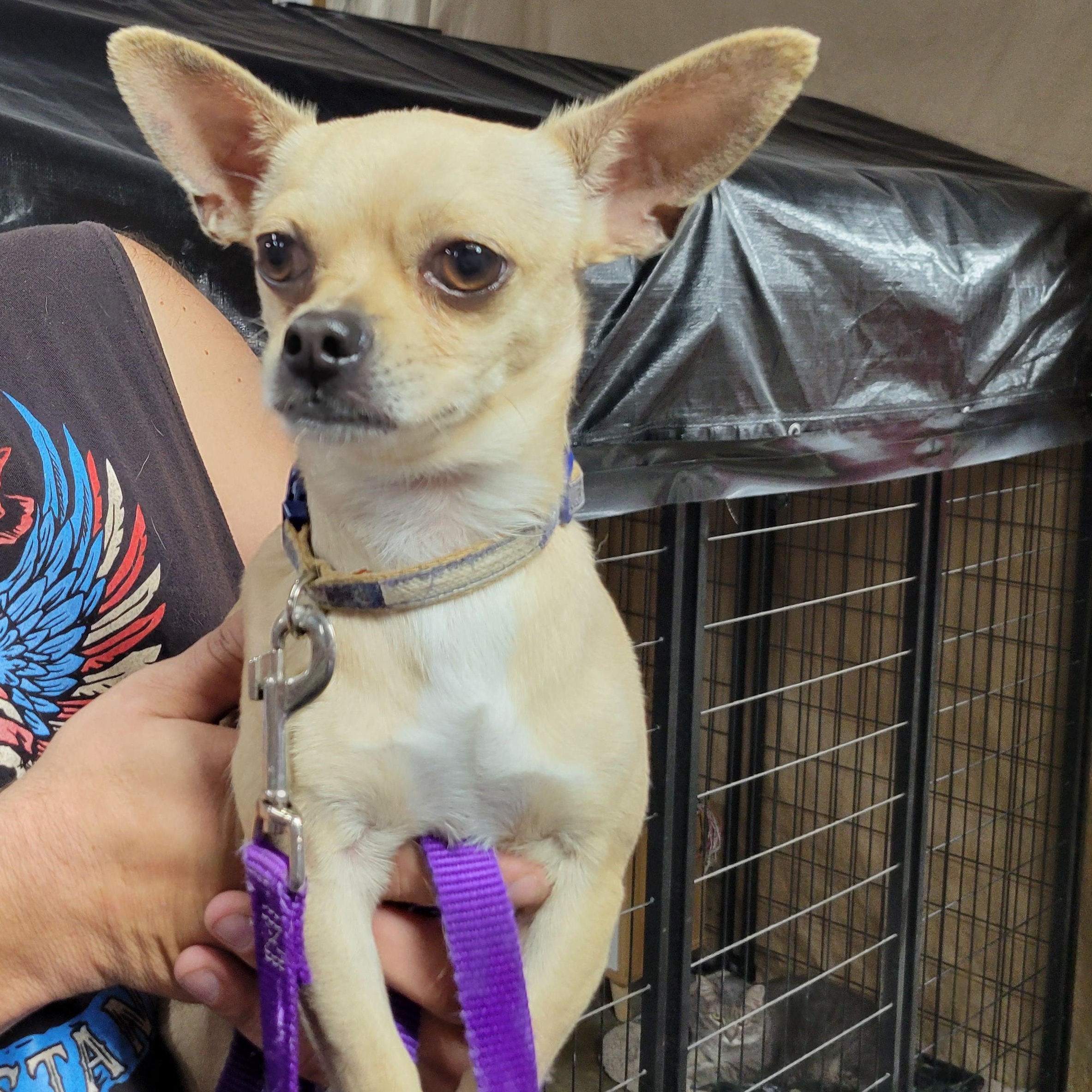 Taco, a Adoptable Chihuahua in Faribault, MN image 1/3