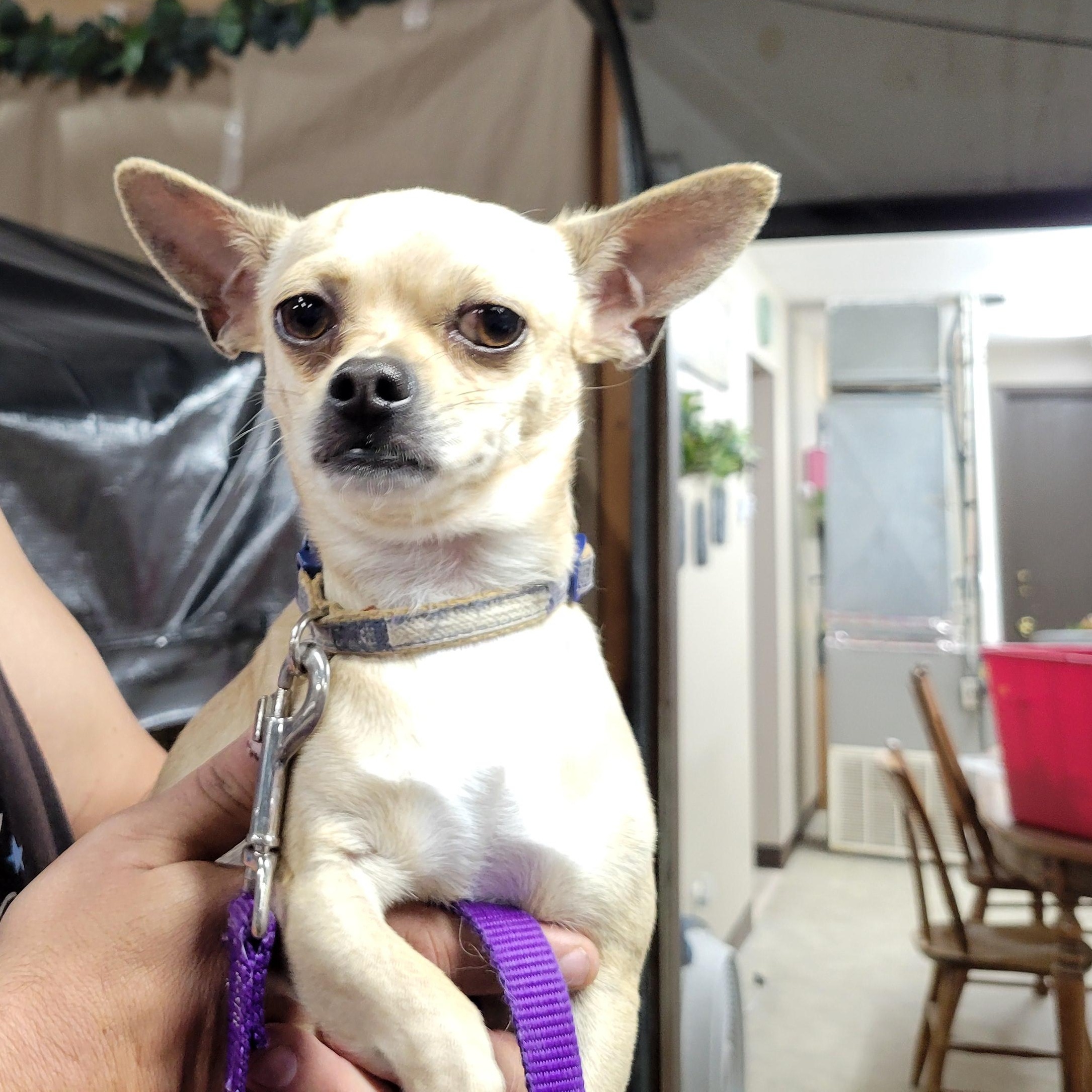 Taco, a Adoptable Chihuahua in Faribault, MN image 2/3