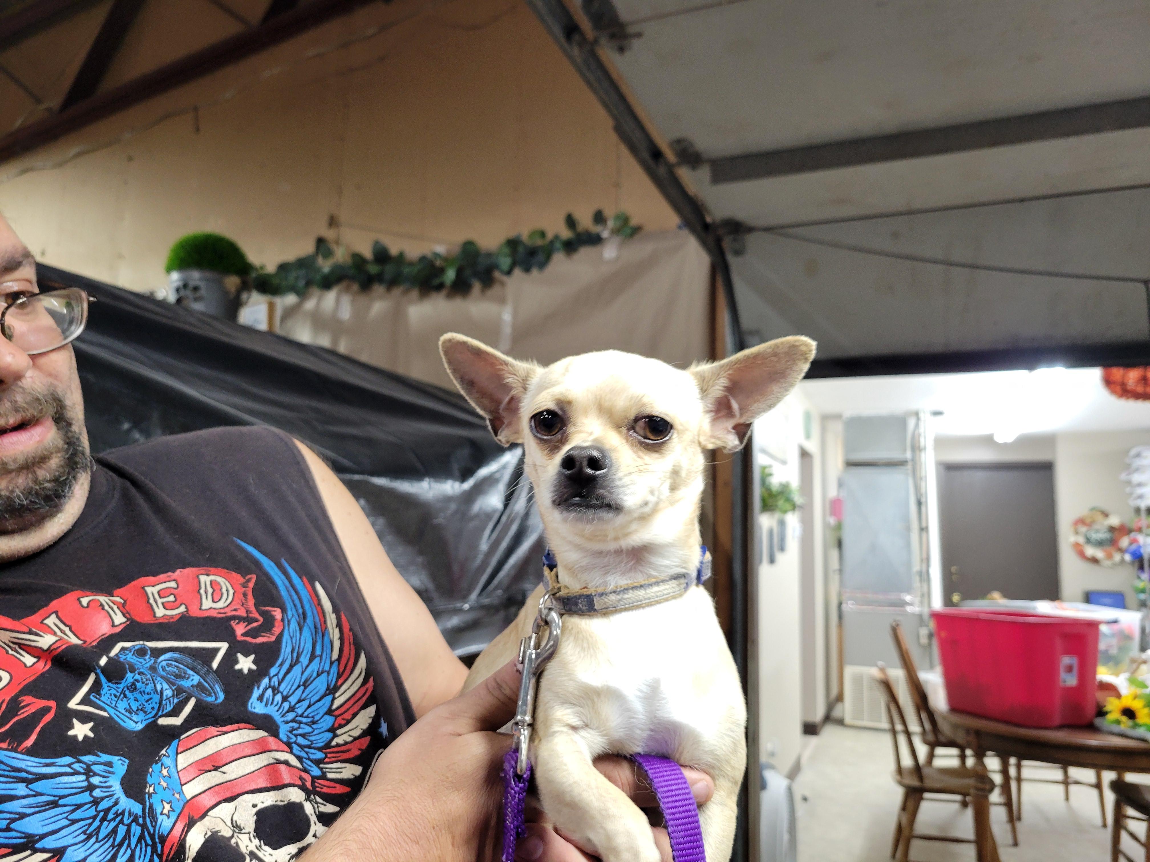 Taco, a Adoptable Chihuahua in Faribault, MN image 3/3