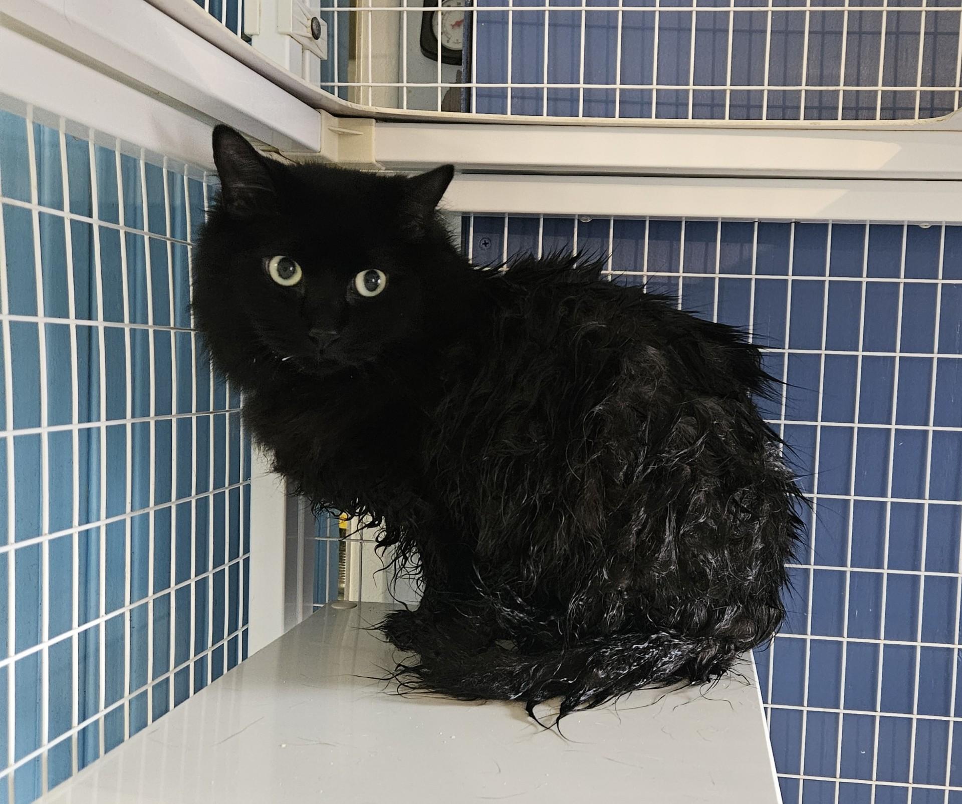 Enlarge Rumplemintz, a ADOPTABLE Domestic Short Hair in Claremont, NH image 1/1