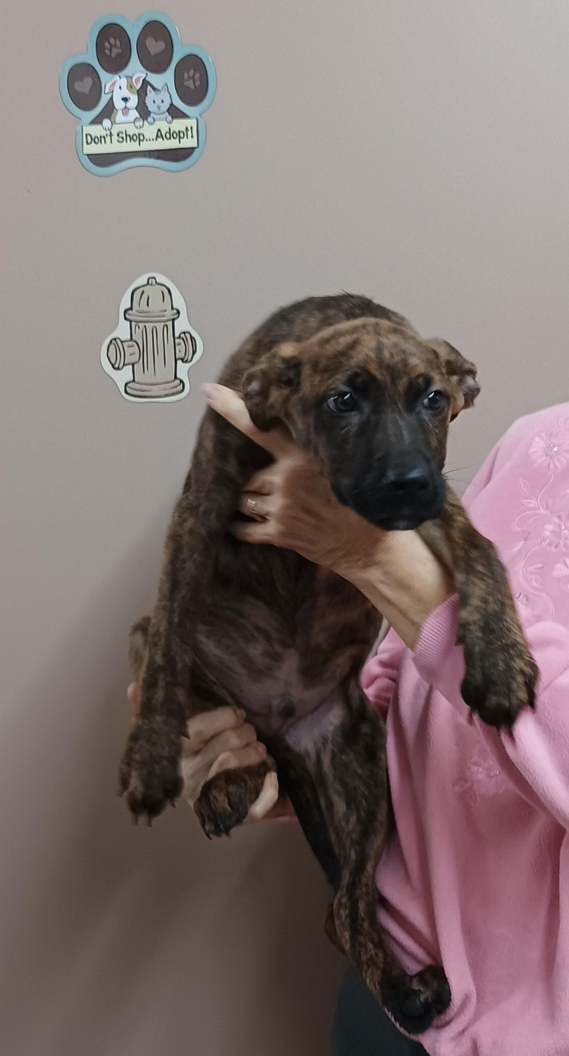 Leroy , adopted, Puppy Male Shepherd & Labrador Retriever.