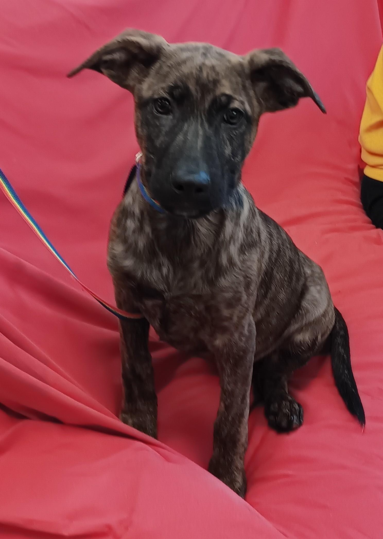 Enlarge Leroy , an adopted mixed breed in Springfield, OH image 2/2