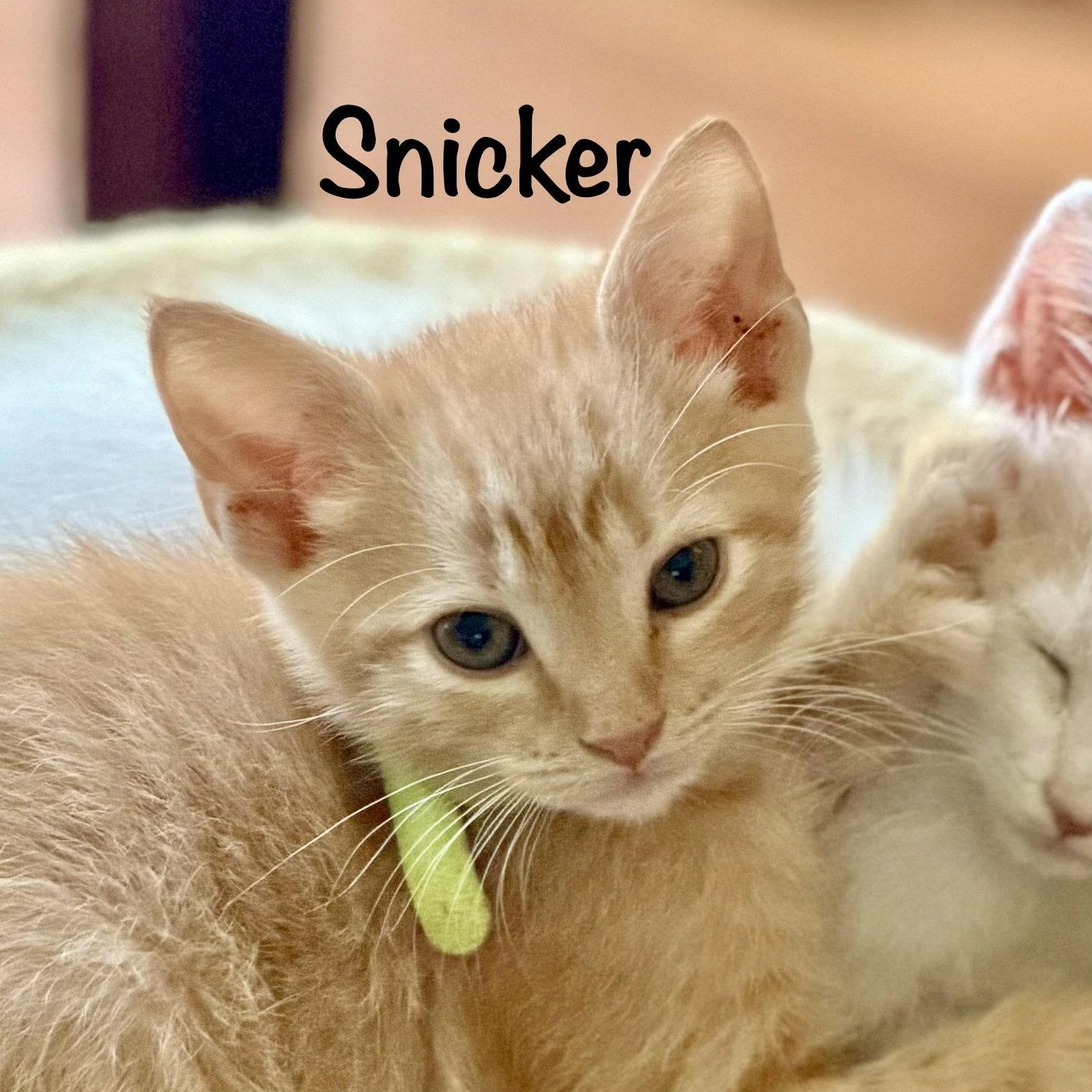 Snicker (Polydactyl), Adoptable, Kitten Male Domestic Short Hair.