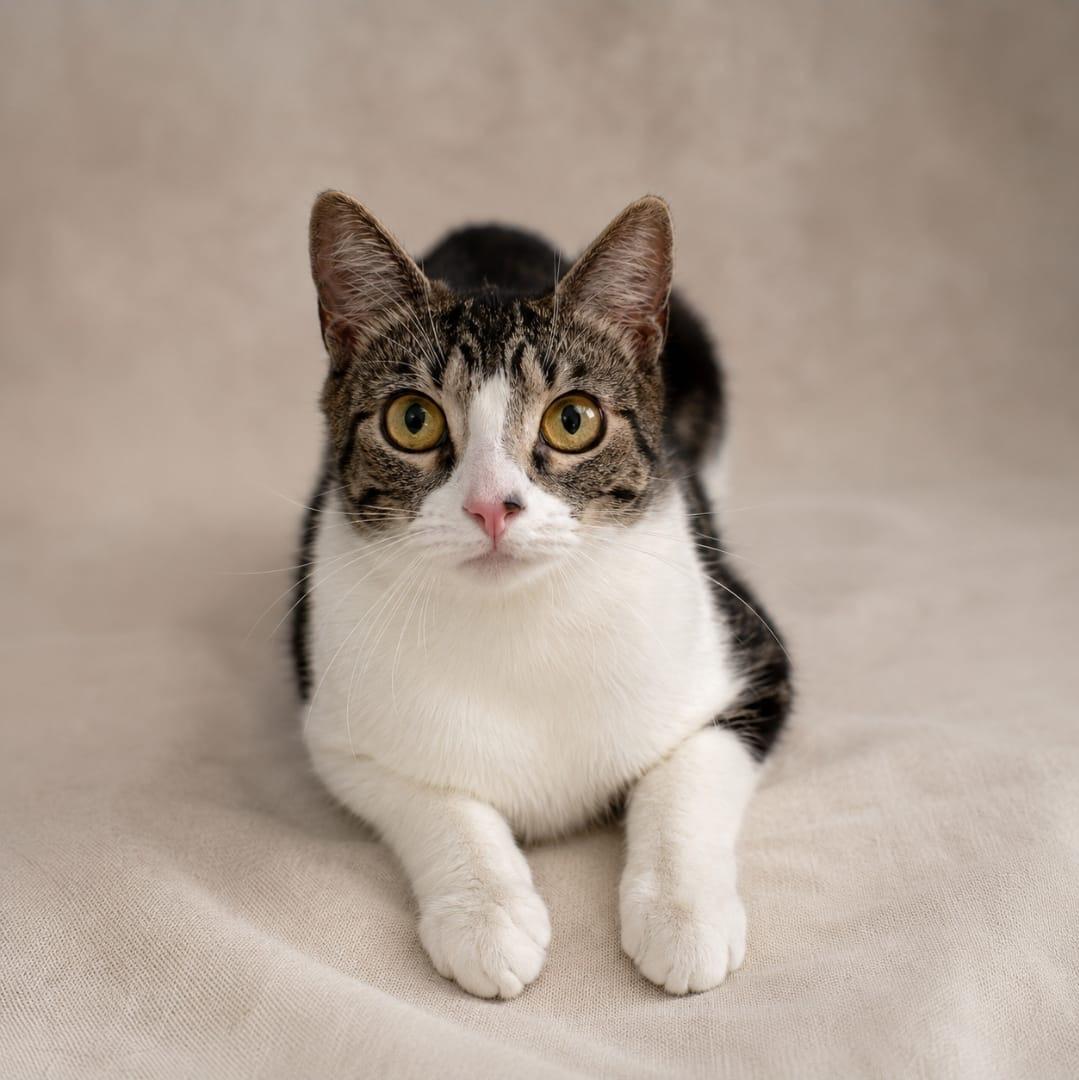 Ellie, Adoptable, Young Female American Shorthair.
