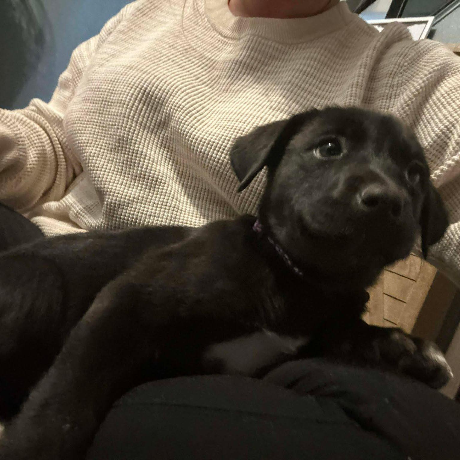 Silla, ADOPTABLE, Puppy Female Mixed Breed.