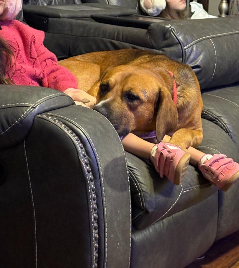 Elio, Adoptable, Young Male Labrador Retriever & Mixed Breed.