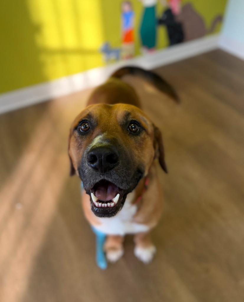 Enlarge Elio, a Adoptable mixed breed in Fayetteville, AR image 2/5