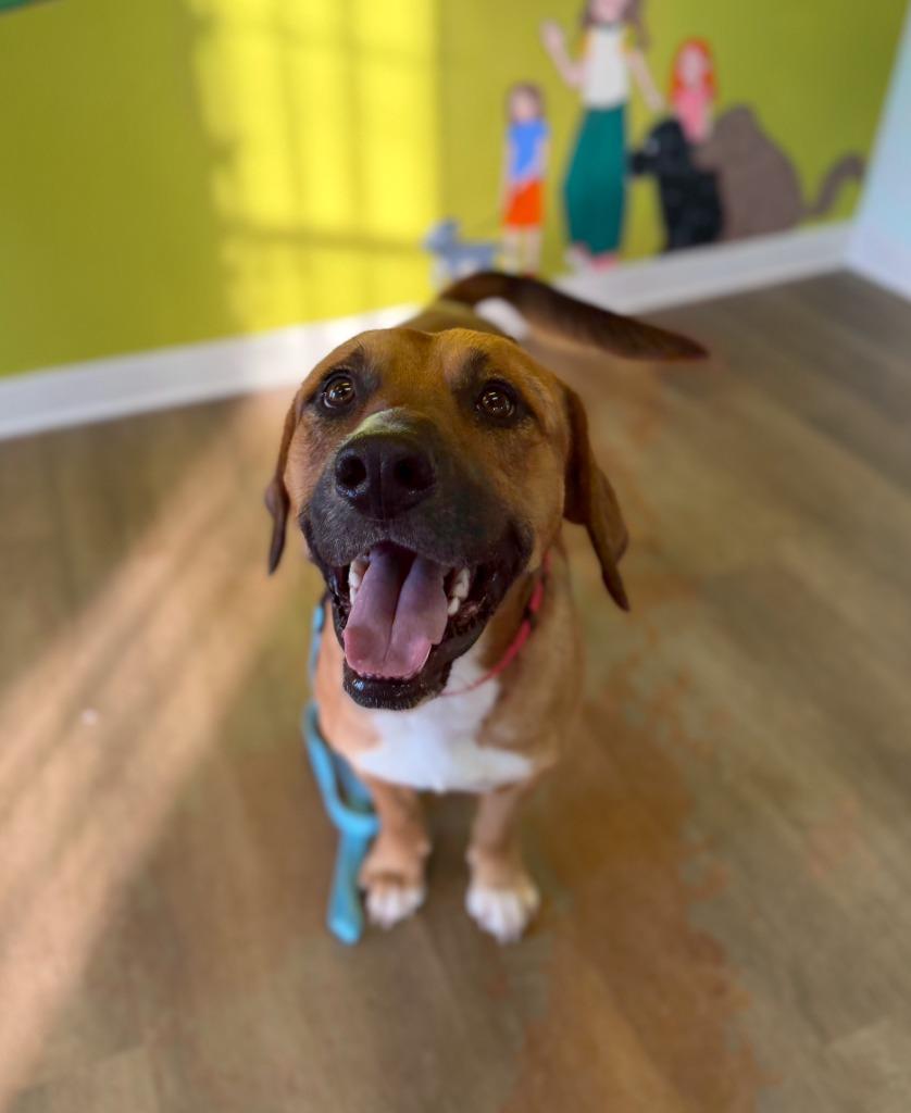 Enlarge Elio, a Adoptable mixed breed in Fayetteville, AR image 3/5