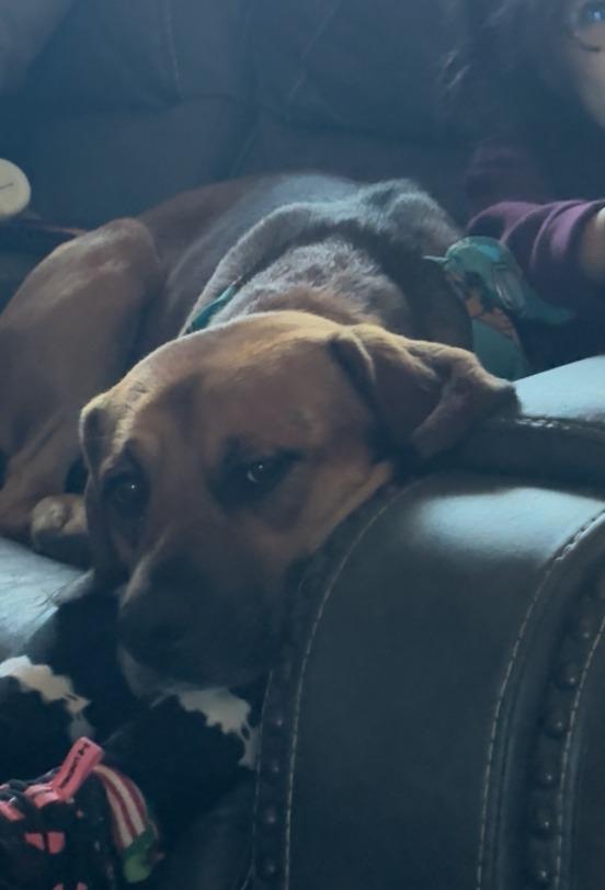 Enlarge Elio, a Adoptable mixed breed in Fayetteville, AR image 4/5