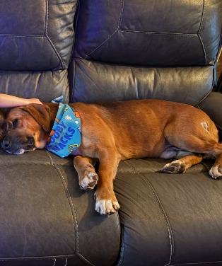 Enlarge Elio, a Adoptable mixed breed in Fayetteville, AR image 5/5