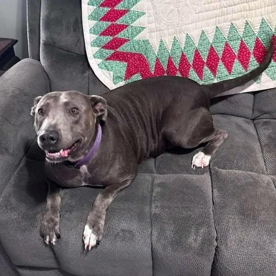 Enlarge Gammy, a Adoptable Pit Bull Terrier in Bishopville, SC image 1/1
