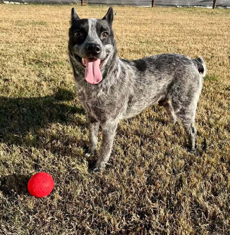 Enlarge Clyde, a Adoptable Australian Cattle Dog / Blue Heeler in Denver, CO image 2/6