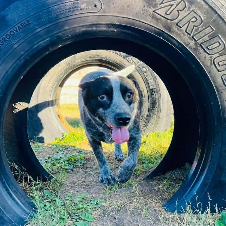 Enlarge Clyde, a Adoptable Australian Cattle Dog / Blue Heeler in Denver, CO image 3/6