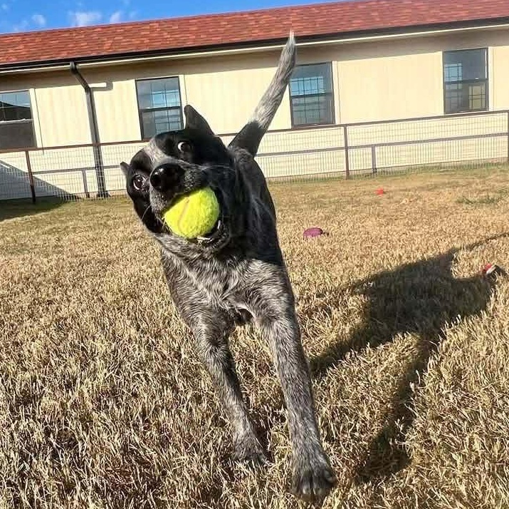 Enlarge Clyde, a Adoptable Australian Cattle Dog / Blue Heeler in Denver, CO image 5/6
