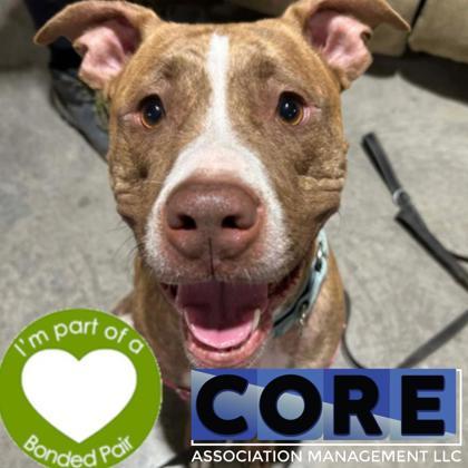 Hanabi, a Adoptable mixed breed in Janesville, WI image 1/3