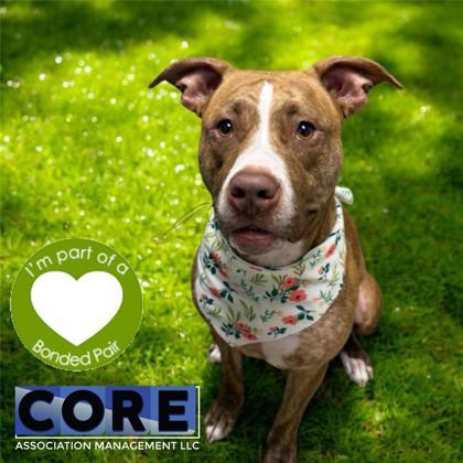 Enlarge Hanabi, a Adoptable mixed breed in Janesville, WI image 3/3