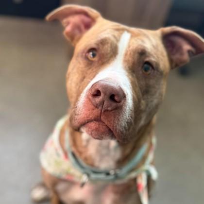 Enlarge Hanabi, a Adoptable mixed breed in Janesville, WI image 1/3