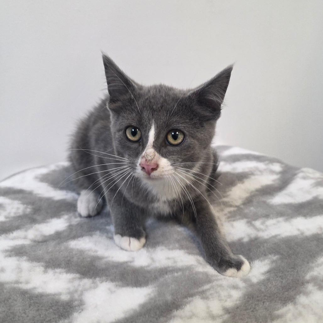 Taffy, Adoptable, Kitten Male Domestic Short Hair.