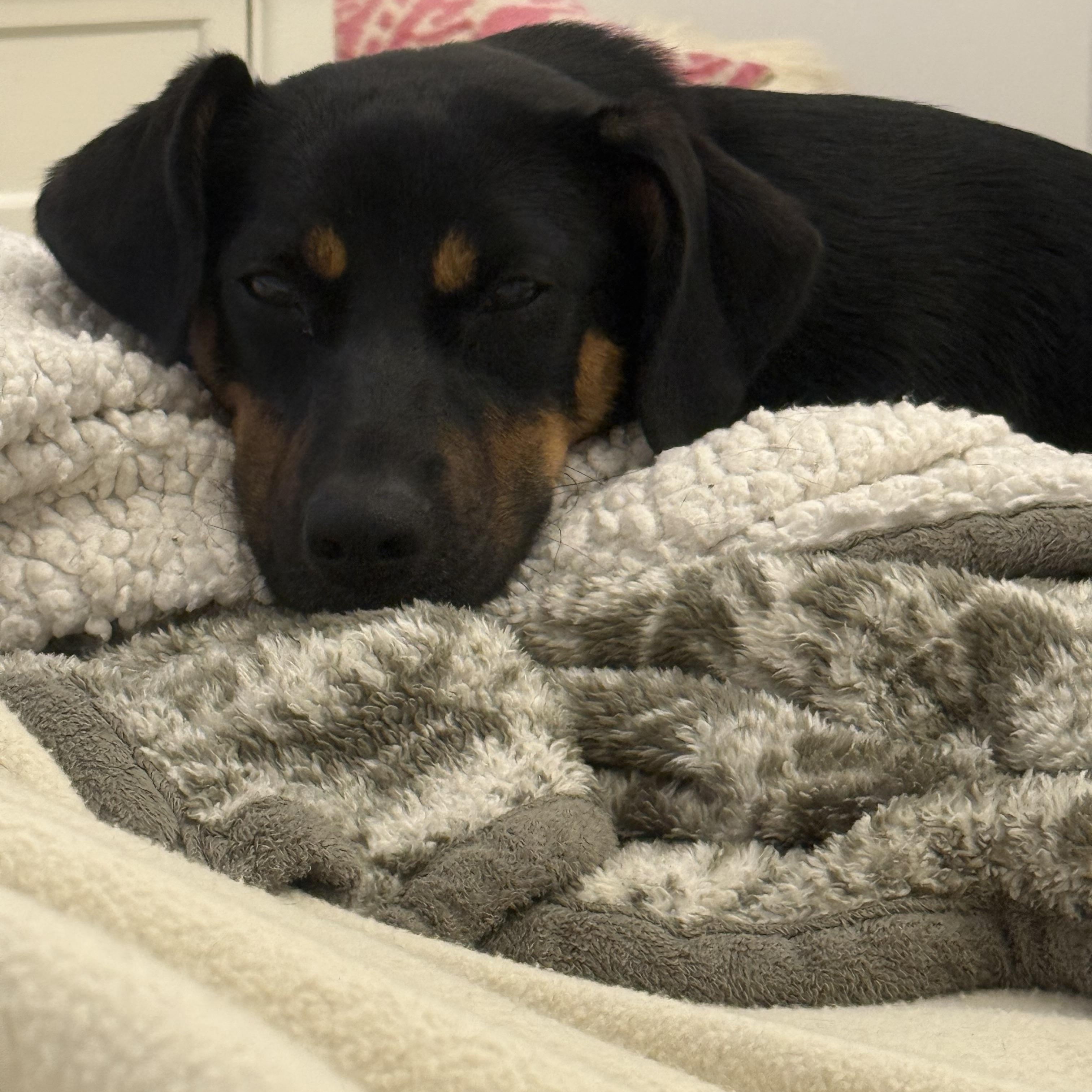 Enlarge Liberty, a Adopted mixed breed in Pleasant Valley, NY image 4/6