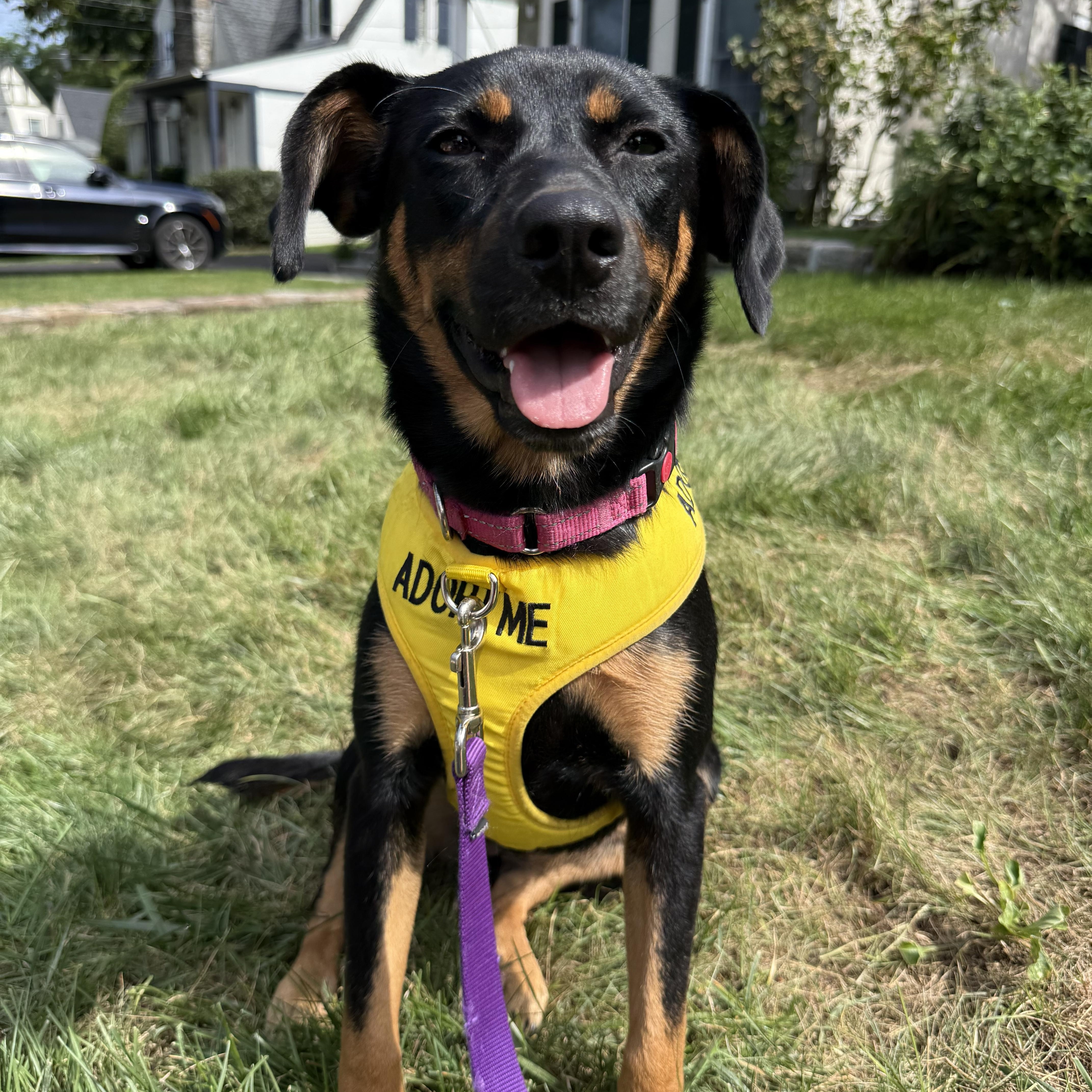 Enlarge Liberty, a Adopted mixed breed in Pleasant Valley, NY image 6/6