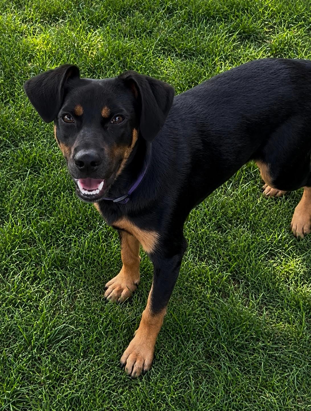 Liberty, Adoptable, Puppy Female Beagle.
