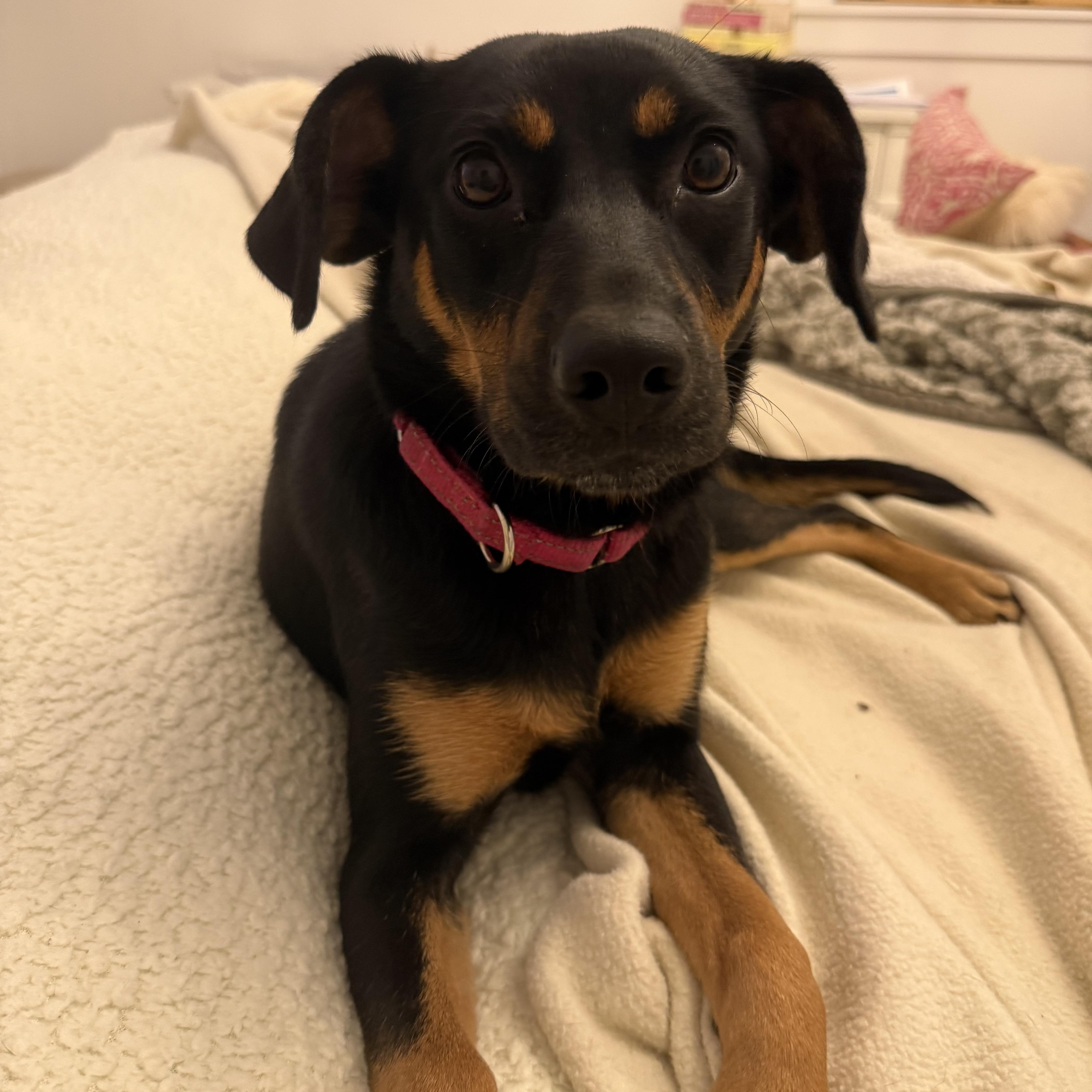 Enlarge Liberty, a Adopted mixed breed in Pleasant Valley, NY image 5/6