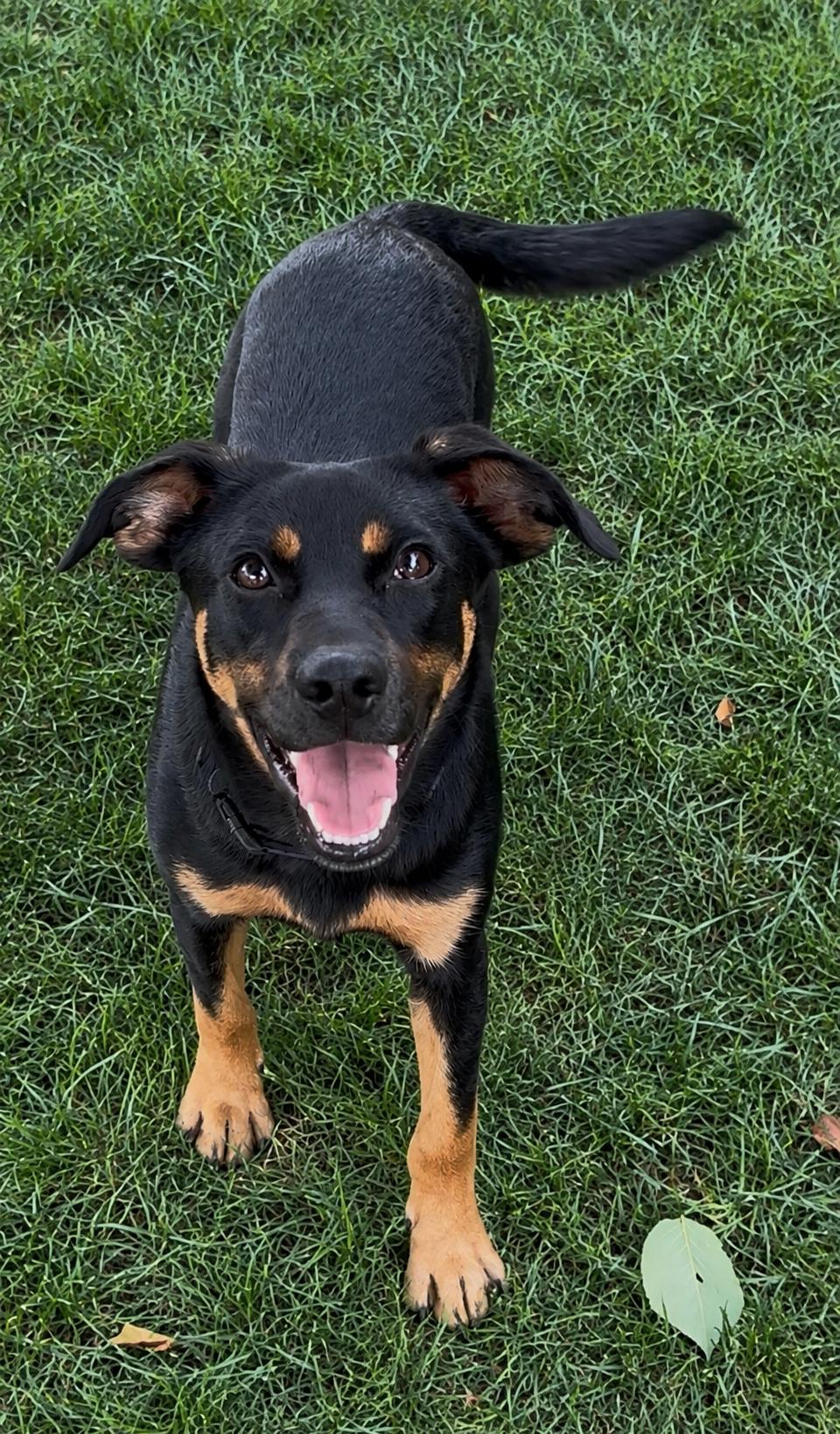 Enlarge Liberty, a Adopted mixed breed in Pleasant Valley, NY image 2/6