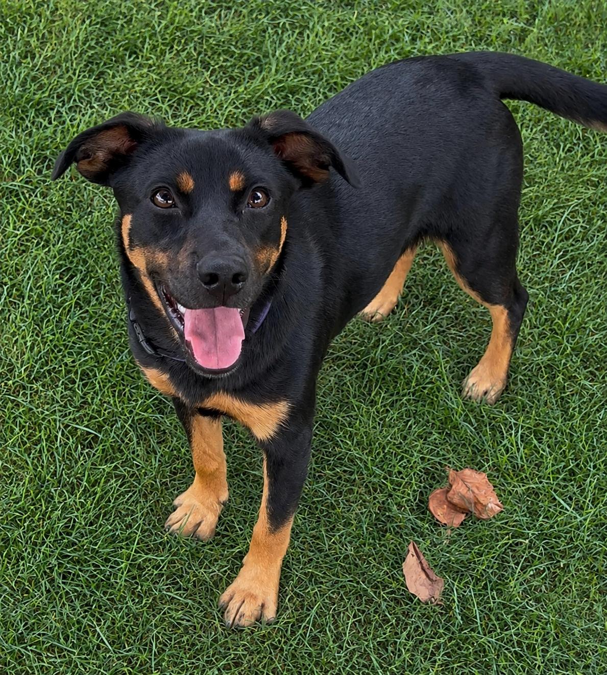 Enlarge Liberty, a Adopted mixed breed in Pleasant Valley, NY image 3/6