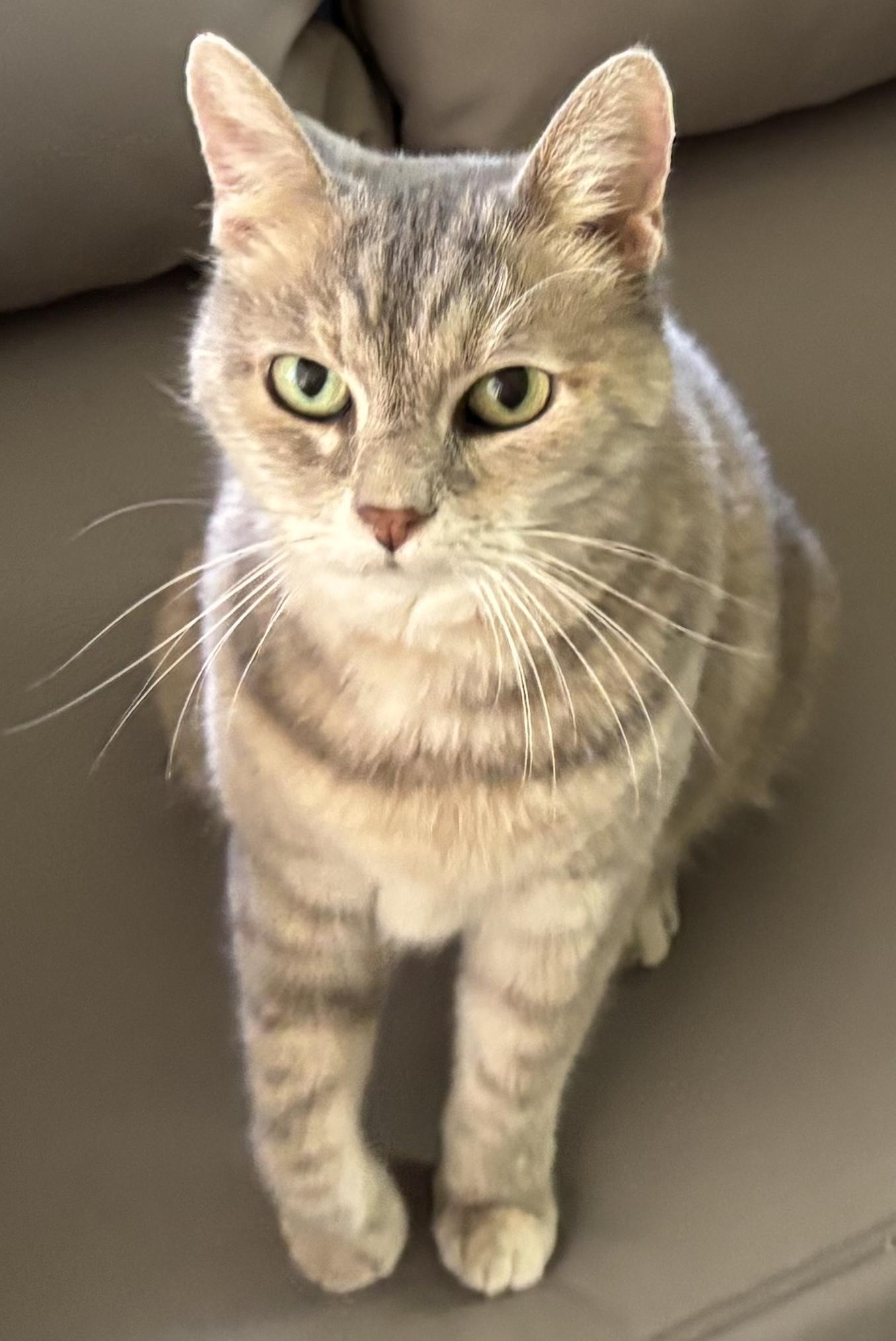 Enlarge Olivia - cutest purring-est spry little old lady!  Great companion!, a Adopted Dilute Calico in Palm Coast, FL image 1/4