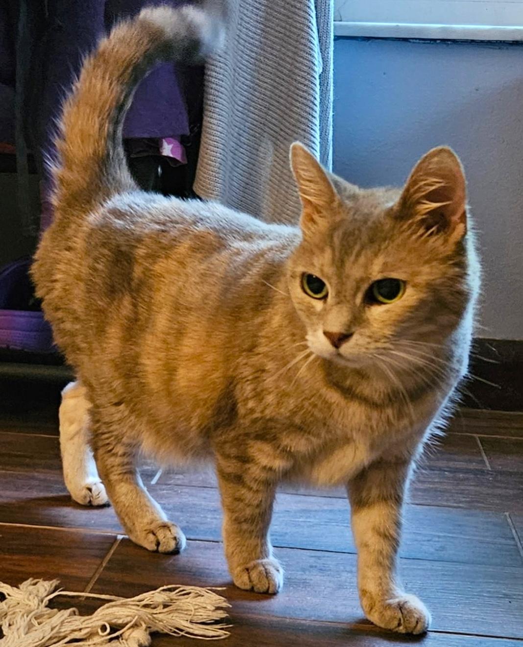 Enlarge Olivia - cutest purring-est spry little old lady!  Great companion!, a Adopted Dilute Calico in Palm Coast, FL image 4/4