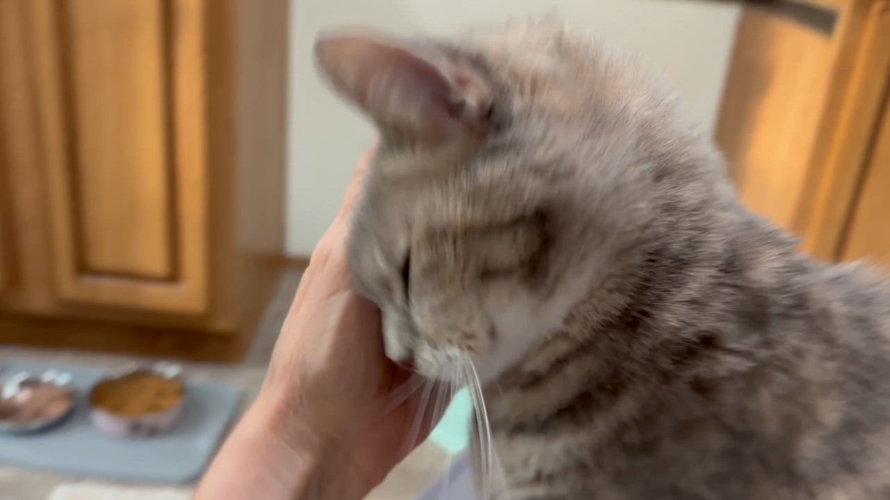 Enlarge Olivia - cutest purring-est spry little old lady!  Great companion!, a Adopted Dilute Calico in Palm Coast, FL video 2/4