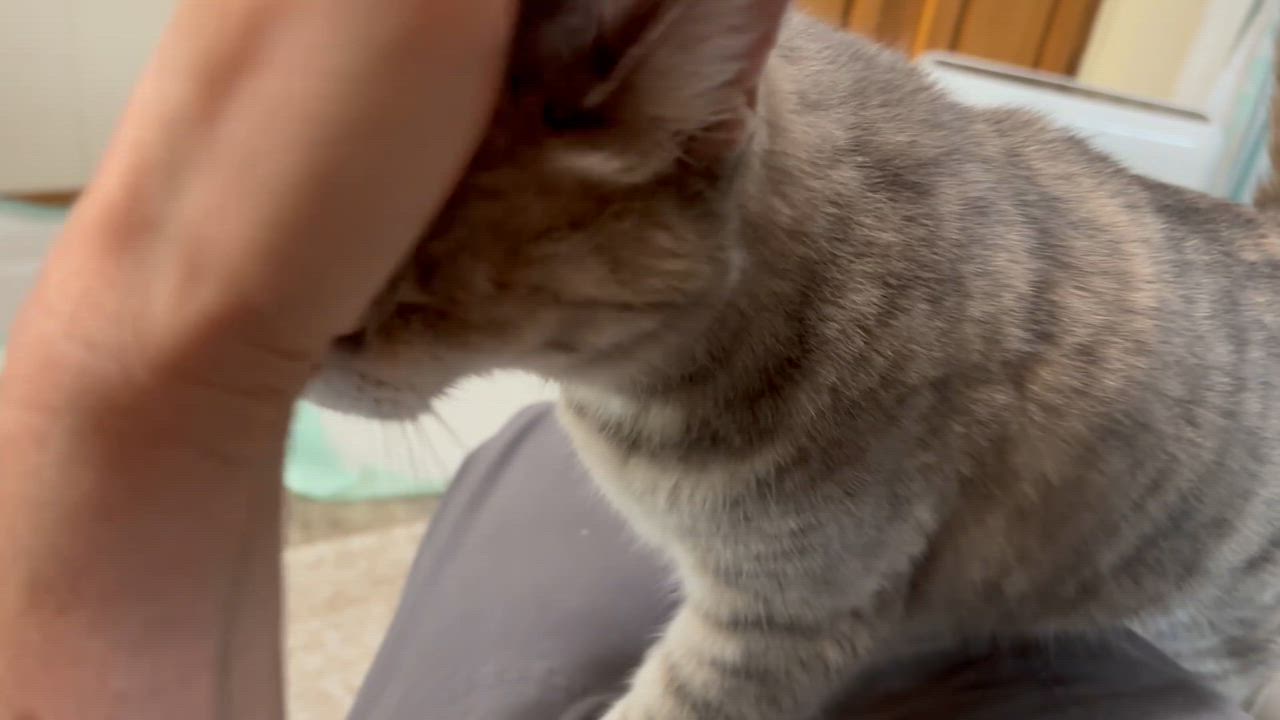 Enlarge Olivia - cutest purring-est spry little old lady!  Great companion!, a Adopted Dilute Calico in Palm Coast, FL video 3/4