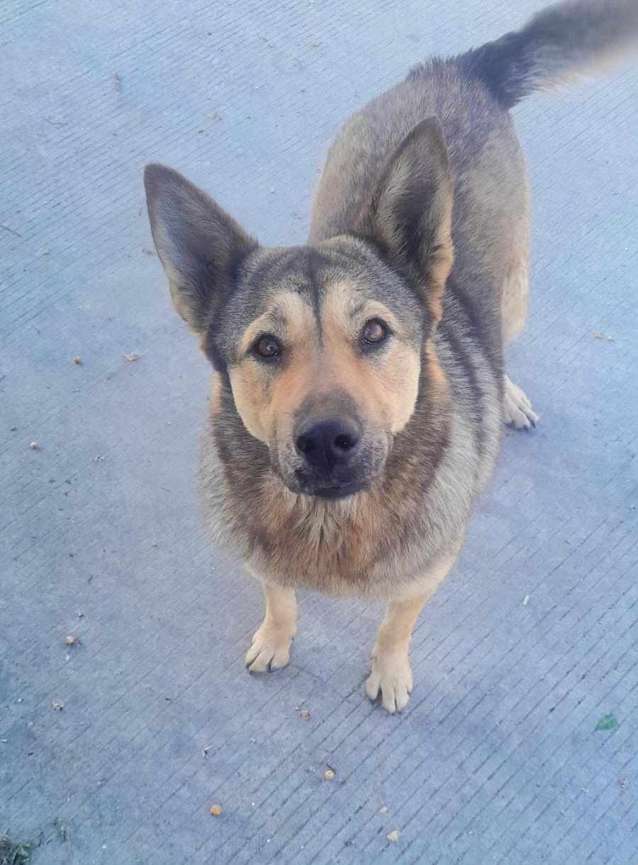Loba, an adopted Shepherd Mix in San Diego , CA_image-1