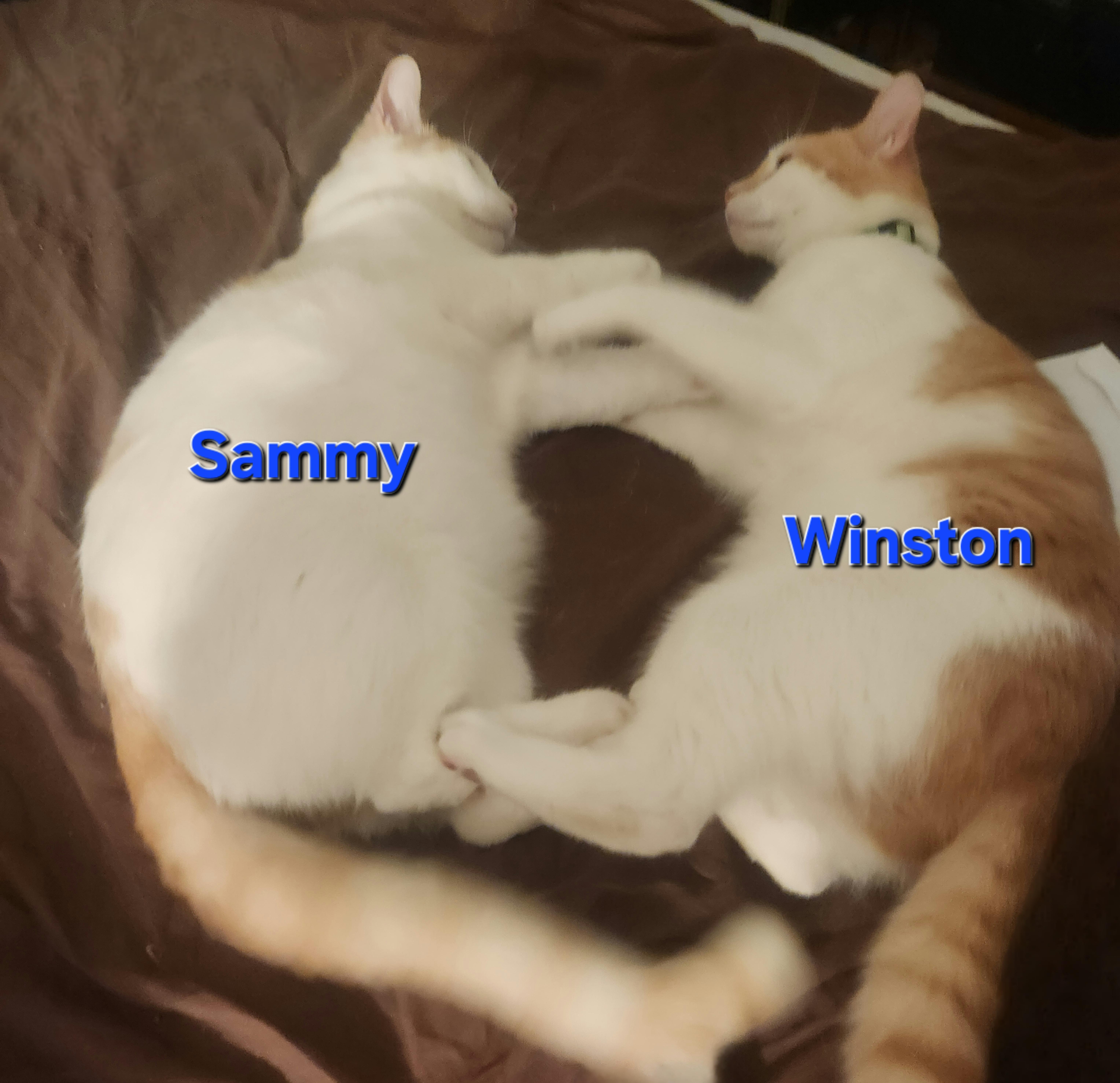 Sweet Sammy (Bonded to Winston), an adoptable mixed breed in BEVERLY HILLS, CA image 2/6