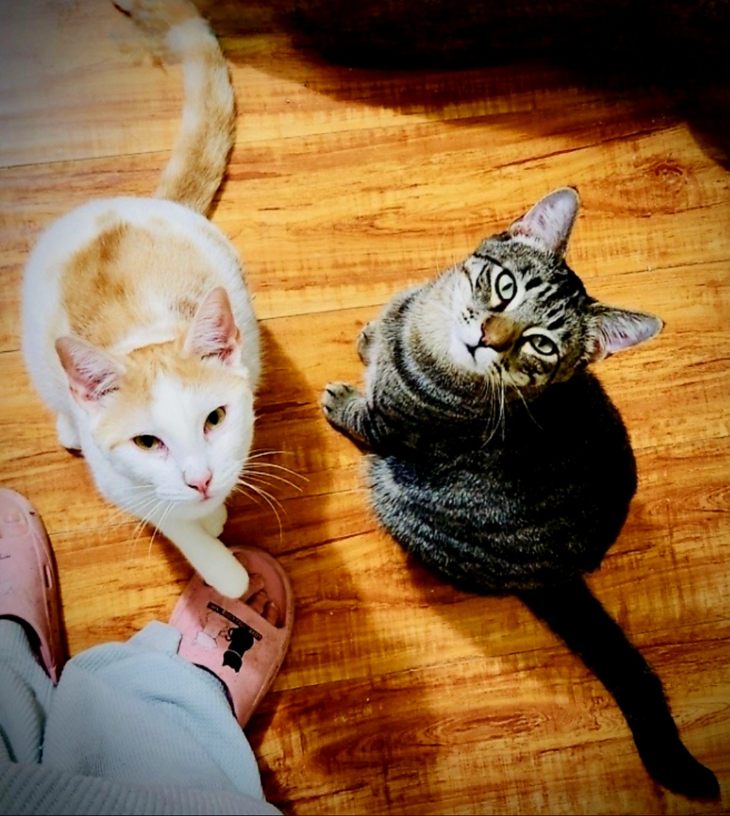 Sweet Sammy, Adoptable, Young Male Domestic Short Hair.