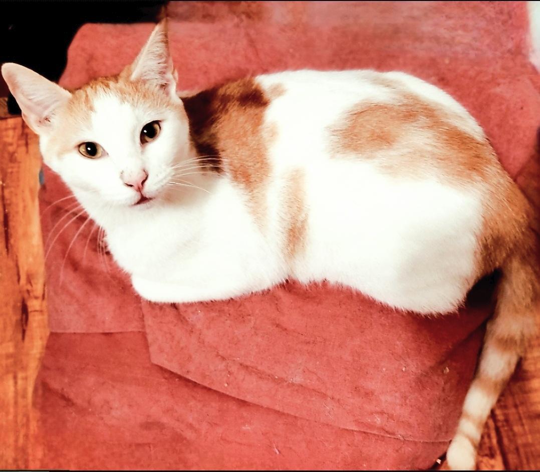 Enlarge Sweet Sammy, a Adoptable mixed breed in BEVERLY HILLS, CA image 1/5