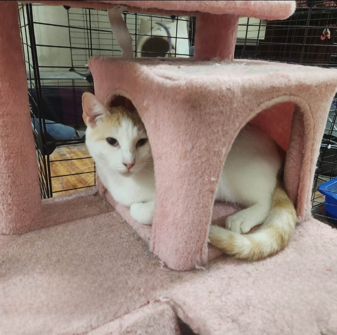 Sweet Sammy, Adoptable, Young Male Domestic Short Hair.