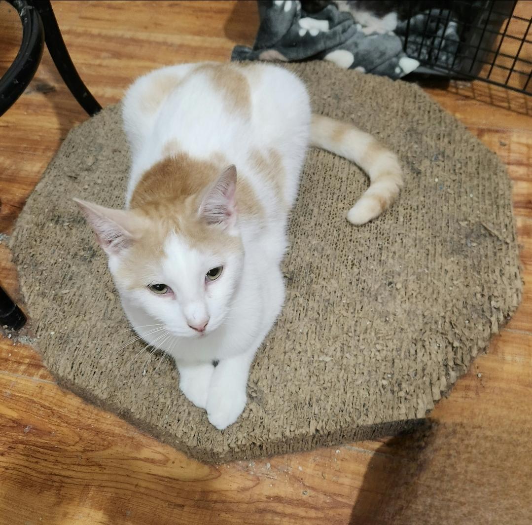 Sweet Sammy, Adoptable, Young Male Domestic Short Hair.