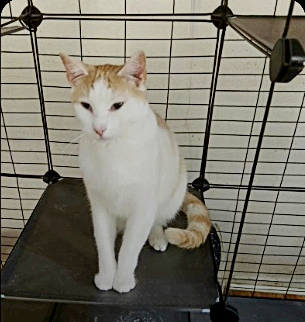 Enlarge Sweet Sammy, a Adoptable mixed breed in BEVERLY HILLS, CA image 5/5