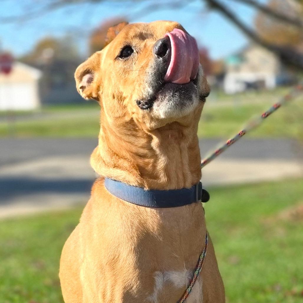 Goofy, a Adoptable mixed breed in Marysville, OH image 1/5