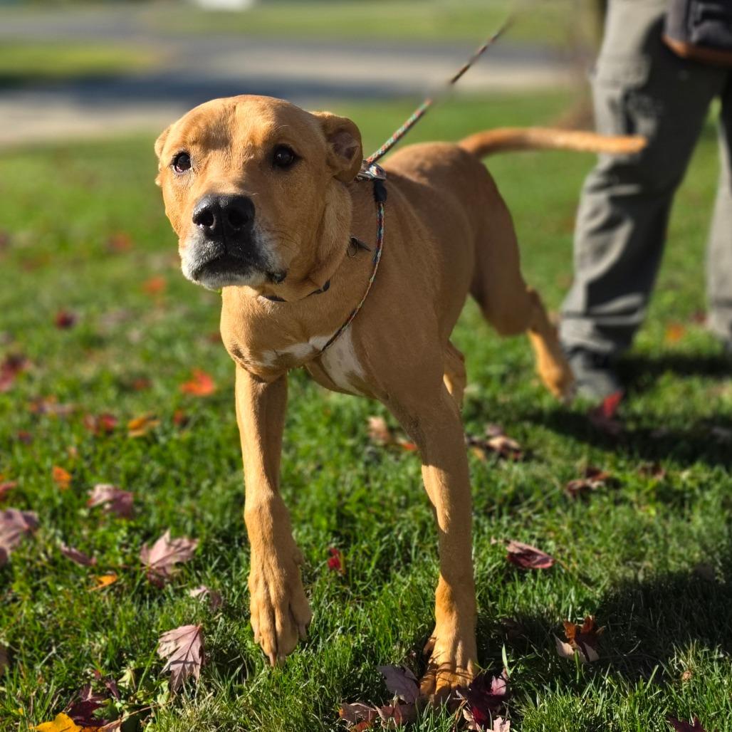 Goofy, a Adoptable mixed breed in Marysville, OH image 3/5