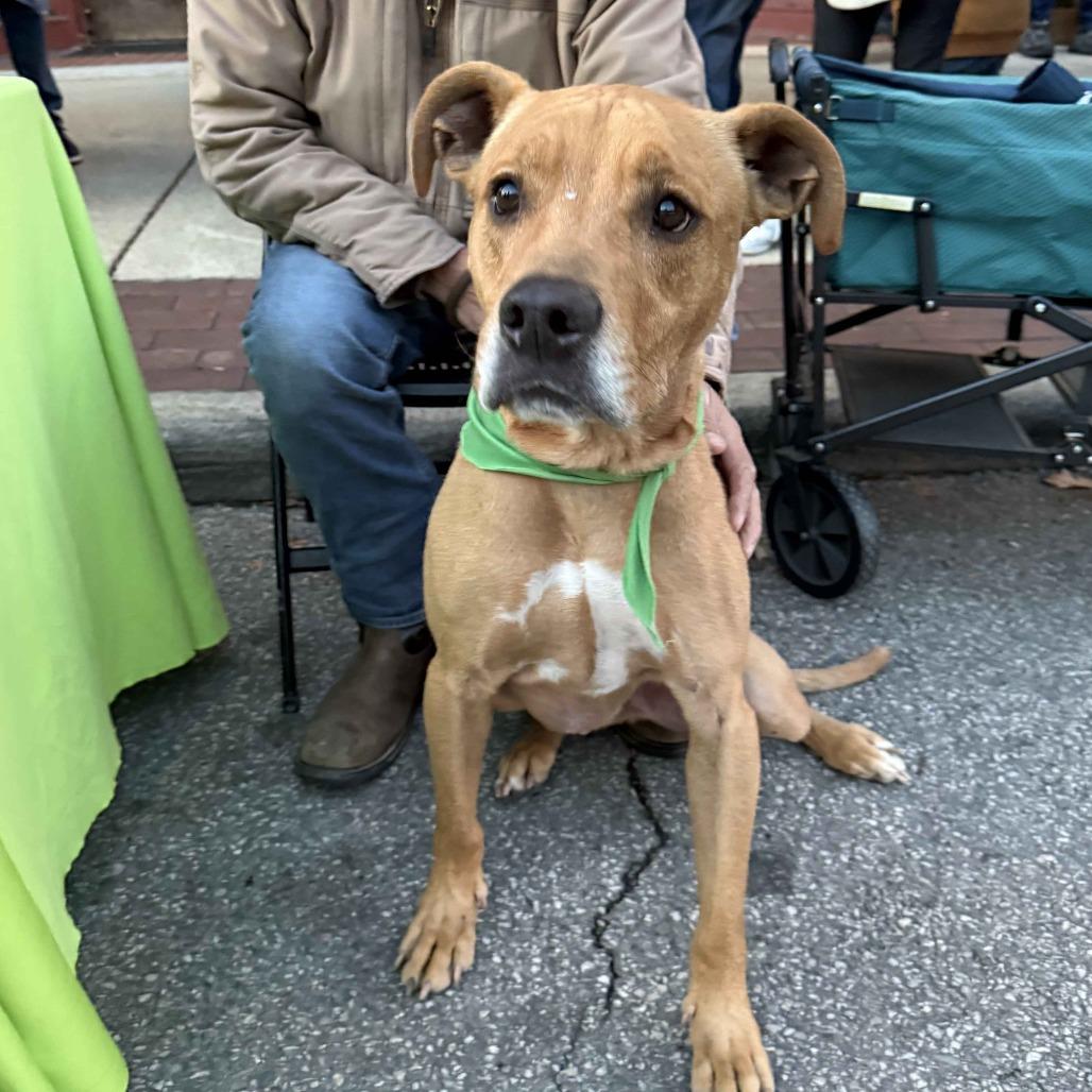 Enlarge Goofy, a Adoptable mixed breed in Marysville, OH image 4/6