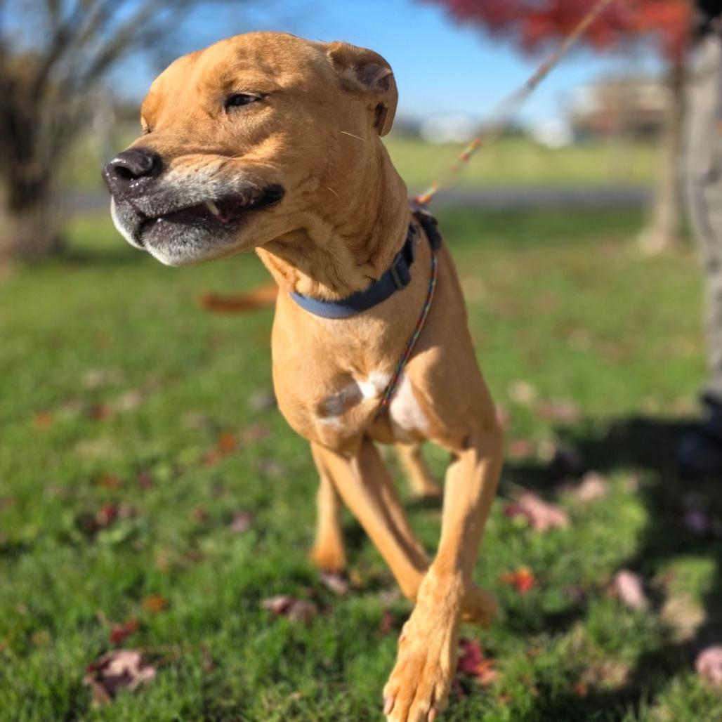Goofy, a Adoptable mixed breed in Marysville, OH image 4/5