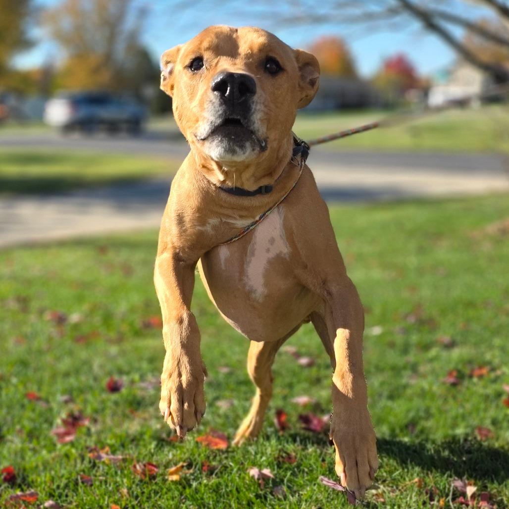 Goofy, a Adoptable mixed breed in Marysville, OH image 5/5