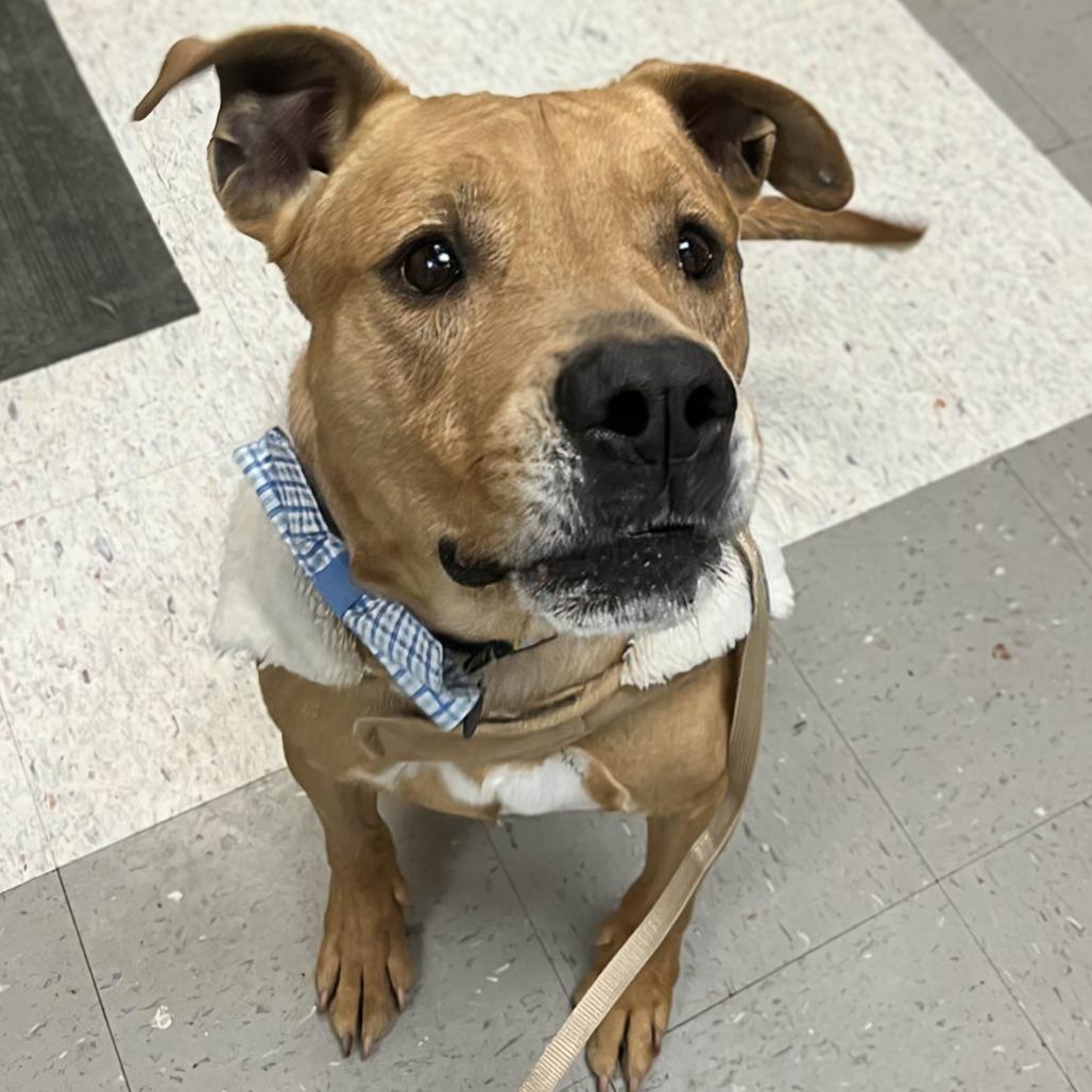 Enlarge Goofy, a Adoptable mixed breed in Marysville, OH image 6/6